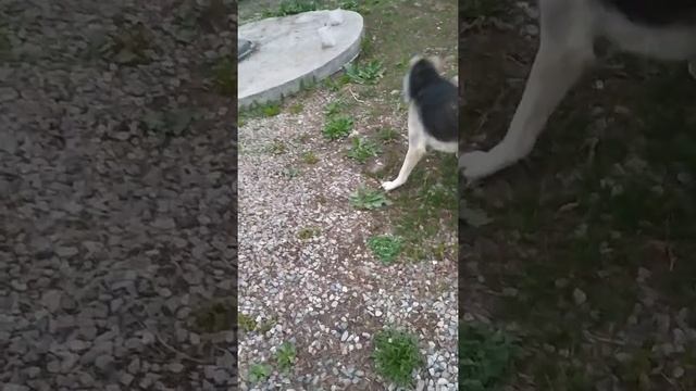 Егеукуйрык хикаясы. смотреть онлайн