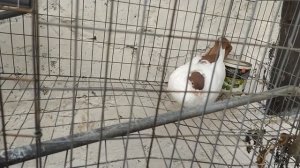 Московский Монах- Кто хозяин этого,, Маркиза"?