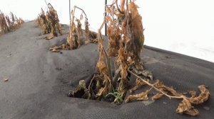 Томатные Гномы полностью замерзли! Что делать? Ждать появления ПРИКОРНЕВЫХ ПАСЫНКОВ! Все покажу.