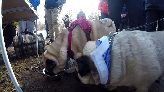 ЗАБЕГ МОПСОВ | МОПСОБЕГА | СМЕШНЫЕ МОПСЫ | PUG TV #КЕКСАНУТЫЕ смотреть онлайн