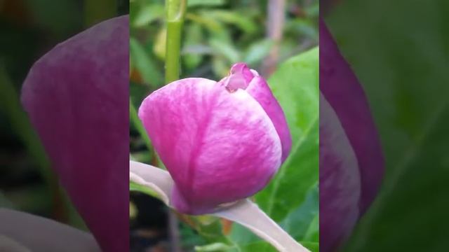 5 2017 Magnolia 'Purple Prince' #5 (5 Gallon)