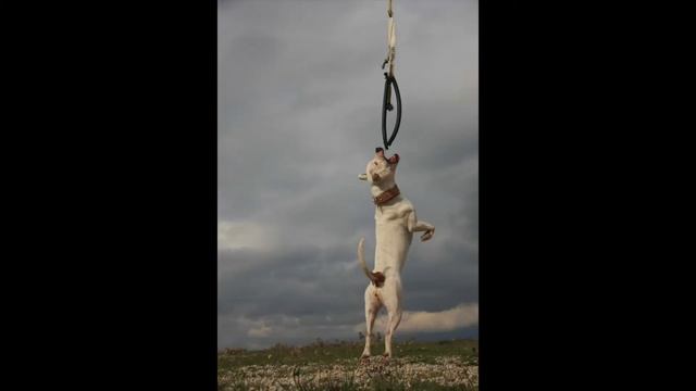 Kira - 19 month old APBT - rope swing смотреть онлайн