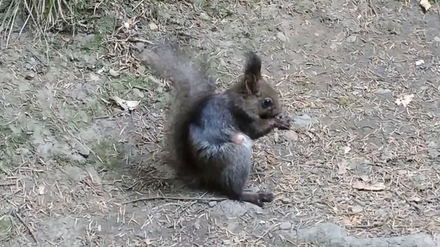 HAND Squirrel in Skhidnytsia смотреть онлайн