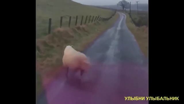 ТОПОВЫЕ ВИДЕО 2017 | РУССКИЕ ПРИКОЛЫ УГАР РЖАКА ДО СЛЕЗ смотреть онлайн