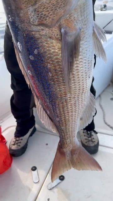 Dentex❤️❤️ #jlclures #raymarine #fishing #fish #angler #verticaljigging #slowpitch смотреть онлайн