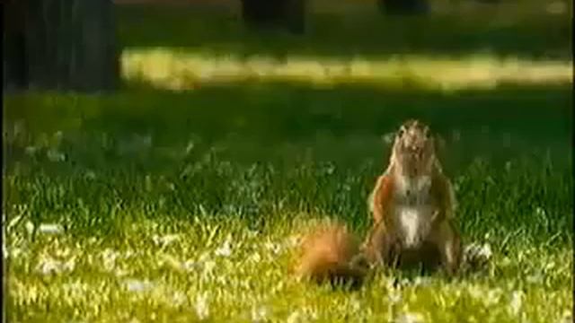 Самая прикольная реклама в ми смотреть онлайн