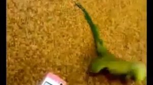 Чудо танец попугая!