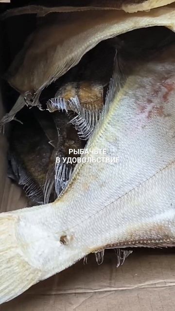 Вяленый ёрш.