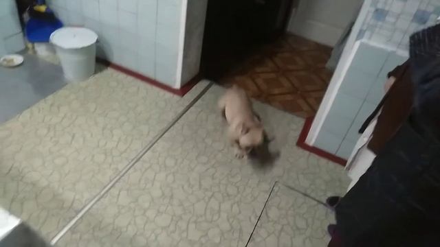 французский бульдог Бонита в гостях у бабушки смешное видео смотреть онлайн