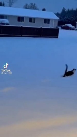 Веселые коты / Смешные котики / Коты приколы / Смешные коты