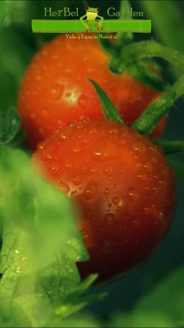Jitomates en tu Jardín 🐸🍅 #jitomate #jardinería #jardín #herbelgarden смотреть онлайн