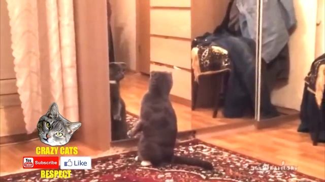 Crazy Cats Series 2 the best humor about cats лучшие приколы про кошек смотреть онлайн