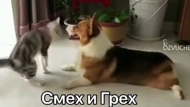 ,,смех и грех'' короткое смешное видео смотреть онлайн