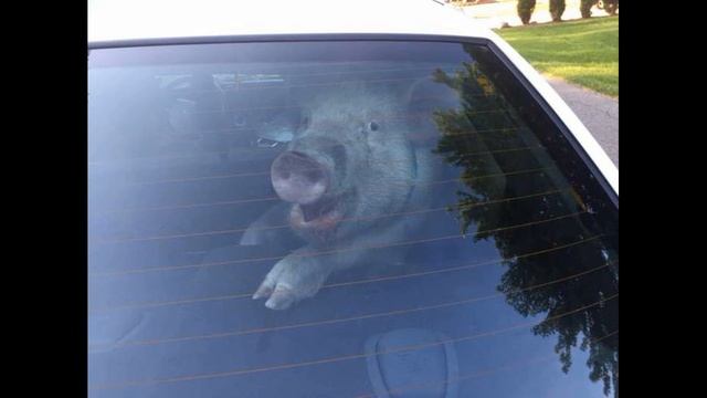 Фото Юмор XA XA UA № 3 mp4 смотреть онлайн