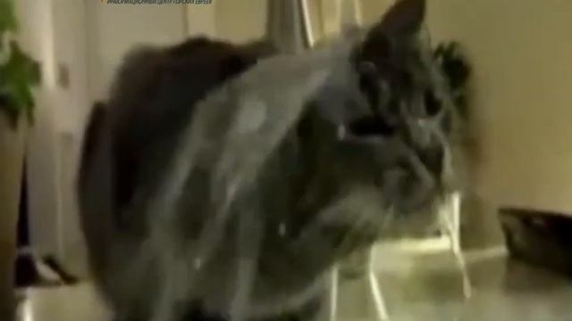 Funny Cats - смешные и умные коты и кошки смотреть онлайн