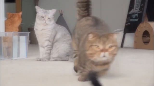 КОТЫ ПРОТИВ ПРОТИВНЫХ ПАУКОВ. СМЕШНЫЕ ПРИКОЛЫ С КОШКАМИ смотреть онлайн