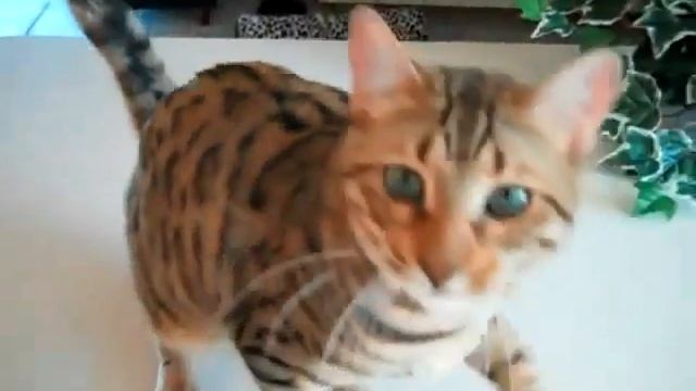 Дрессированный кот выполняет команды смотреть онлайн