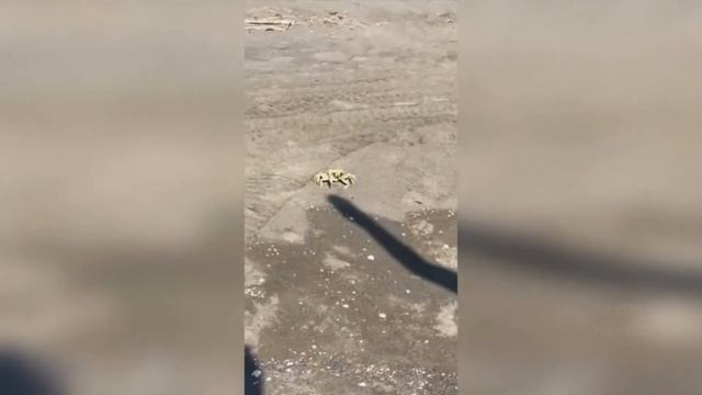 бой с тенью. 😂Прикол. Краб в шоке!!! смотреть онлайн