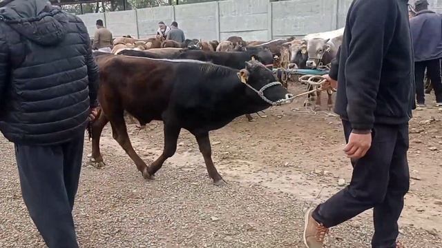 Караван Мал Базары 20минден Тартып 120мингечейинки Бука Торпоктордун Реалдуу Баалары. смотреть онлайн