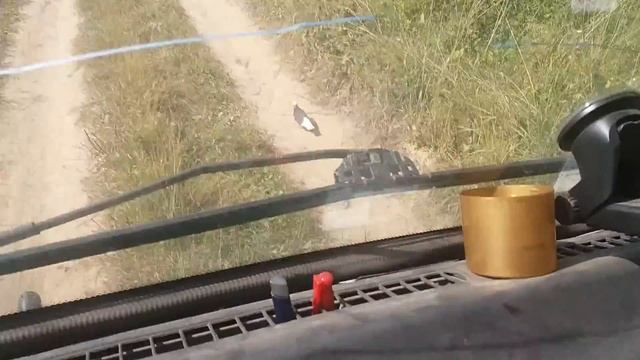 Наглый голубь)))) смотреть онлайн