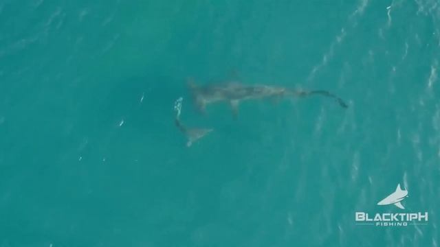 FLAMINGO & JELLY FISH & SHARK & WHITE PEACOCK (ANIMALS WORLD) -  Coffin Dance X Baby Shark COVER