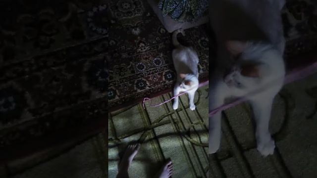 Кот Снежок играет с верёвочкой