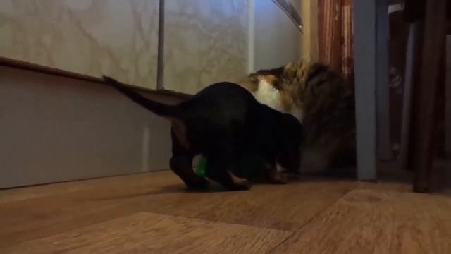Щенок таксы и кошка/dachshund Puppy And Cat