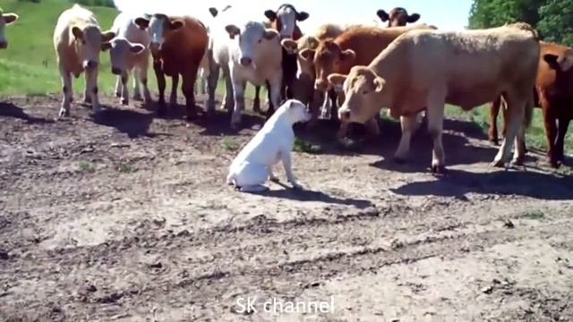 Лучшие приколы #7 смотреть онлайн