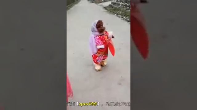 Собаки очень умные 😂😂😂 смотреть онлайн