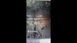 Сбежавшая с ферм форель - реальная угроза р. Ангаре ! ! !