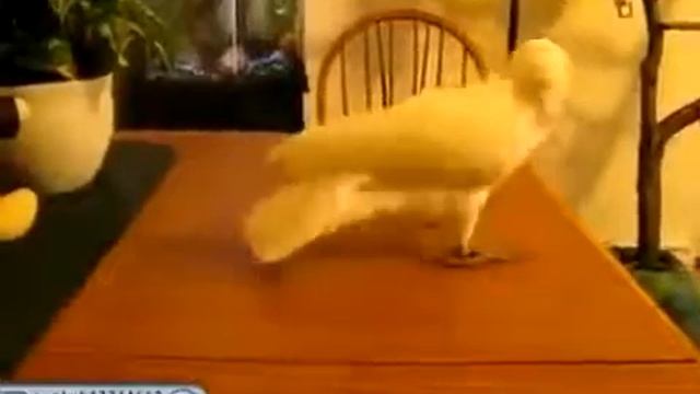 Юмор снайпера Смех против Попугай Прикол смотреть онлайн