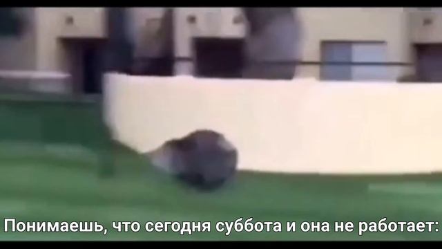 пумба бежит в столовую смотреть онлайн