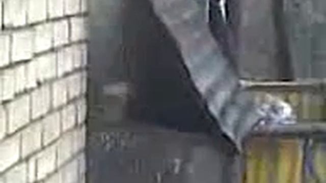 Прикол,белка воришка смотреть онлайн