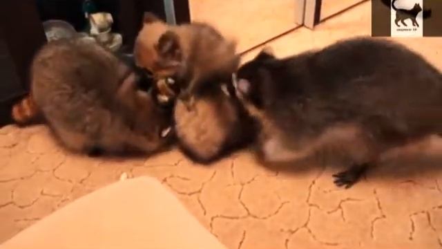 Офигенные приколы с енотами смотреть онлайн