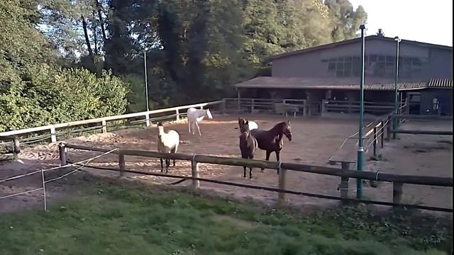 Syma X8HW Wifi FPV RC Quadcopter Drone Copter with HD Camera Altitude Hold and Headless Mode смотреть онлайн