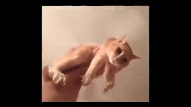 приколы над животными 4 смотреть онлайн