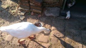 Гусь против котов