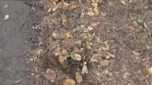 Работы весной на моей даче