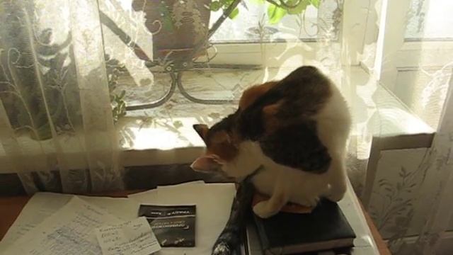 Кошка Кузя утром на блокноте 31 -:) смотреть онлайн