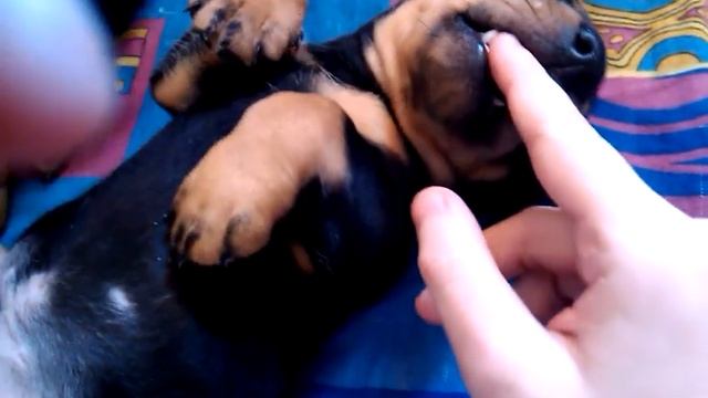 Очень мимимишные щенята и их мать Рада имя у большой сабаки матири смотреть онлайн