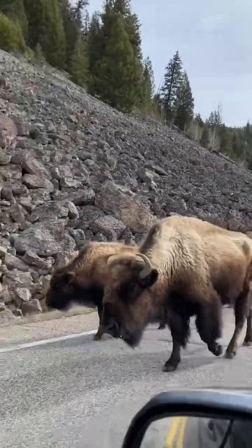 CAN I PET THAT DOG? #Yellowstone #Bison #Wildlife смотреть онлайн