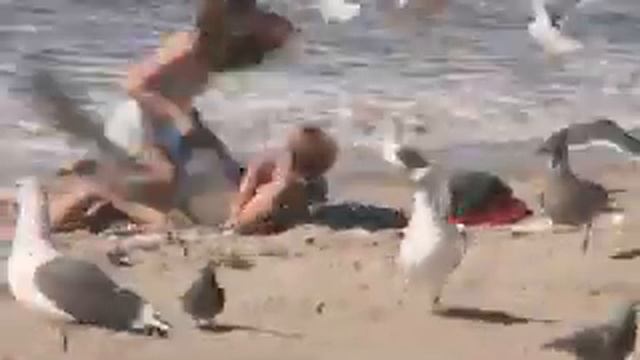 Мега прикол с птицами на пляже смотреть онлайн