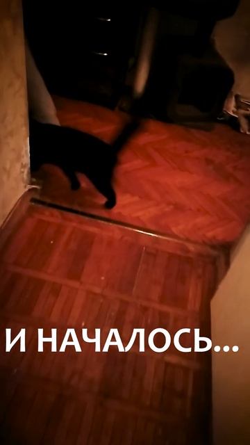 Коты Опять Отжигают. Приколы с Кошками. смотреть онлайн
