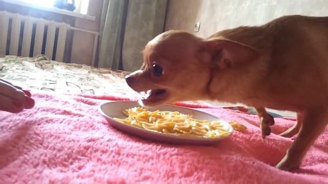 Чихуахуа и макароны Прикол смотреть онлайн