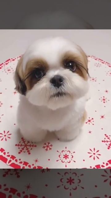 Cutest dog милая собака смотреть онлайн