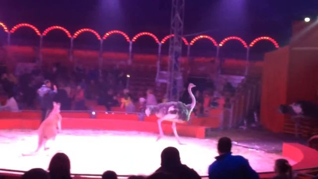 Аварія страуса в цирку