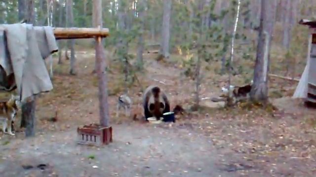 медведь пришёл на завтрак смотреть онлайн