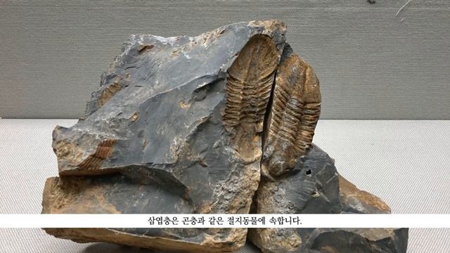 삼엽충 смотреть онлайн