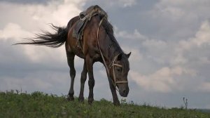 Песня "Есаул". Кавер
