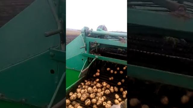 Уборка картофеля в тальменке смотреть онлайн